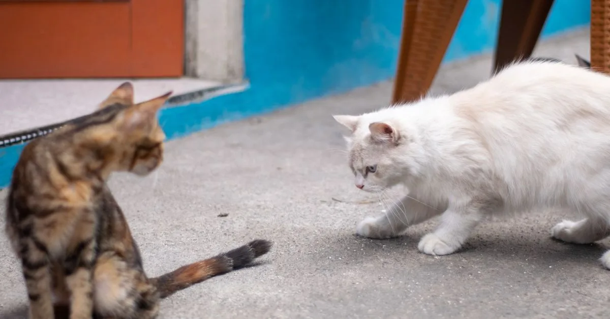 conseils pratiques pour une cohabitation harmonieuse entre plusieurs chats, favorisant paix et bien-être dans votre foyer.