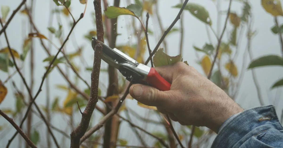 découvrez les meilleures techniques d'élagage pour entretenir vos arbres et arbustes, favoriser leur croissance et assurer leur santé tout au long de l'année.